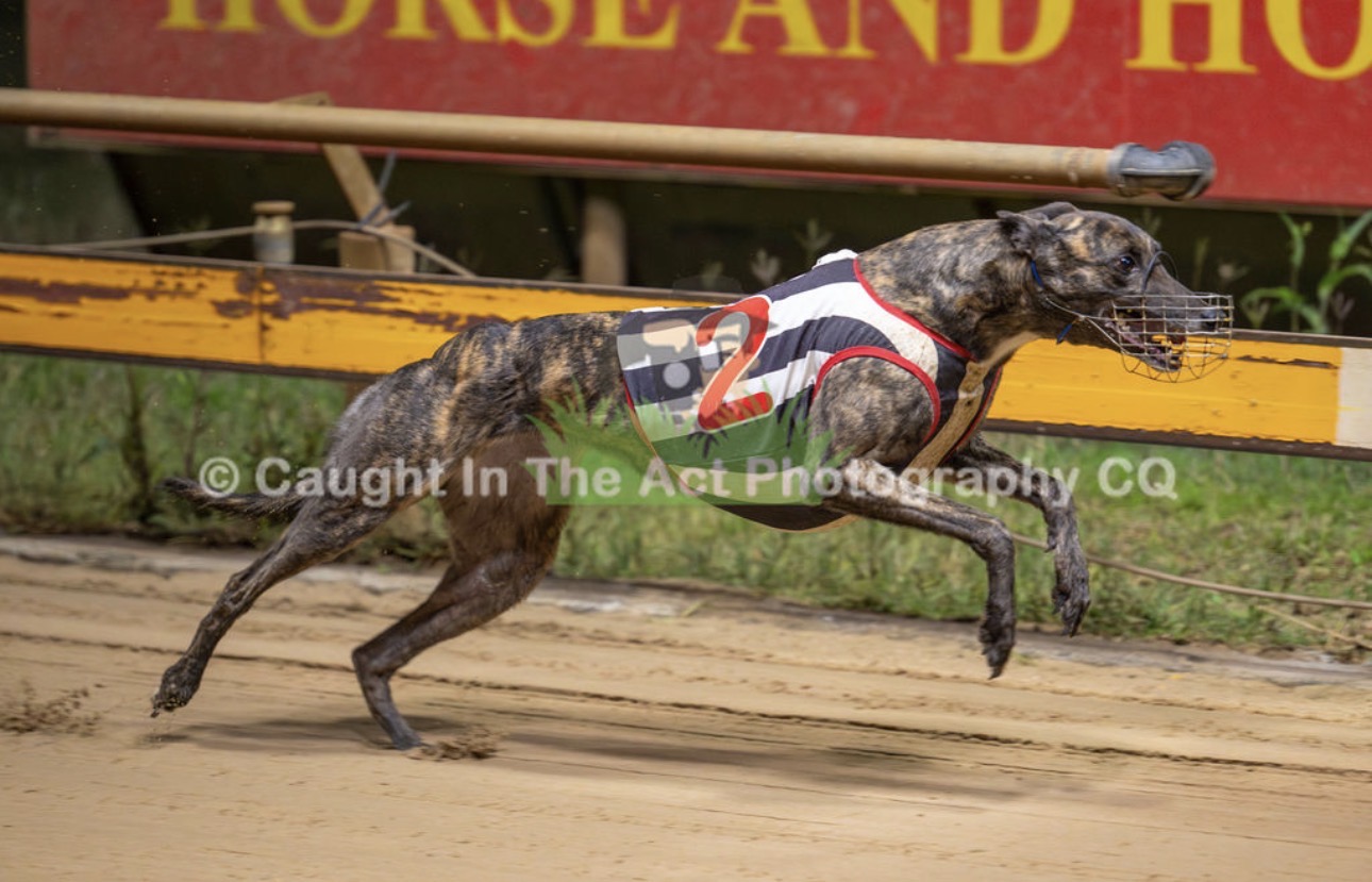 Greyhound trackside