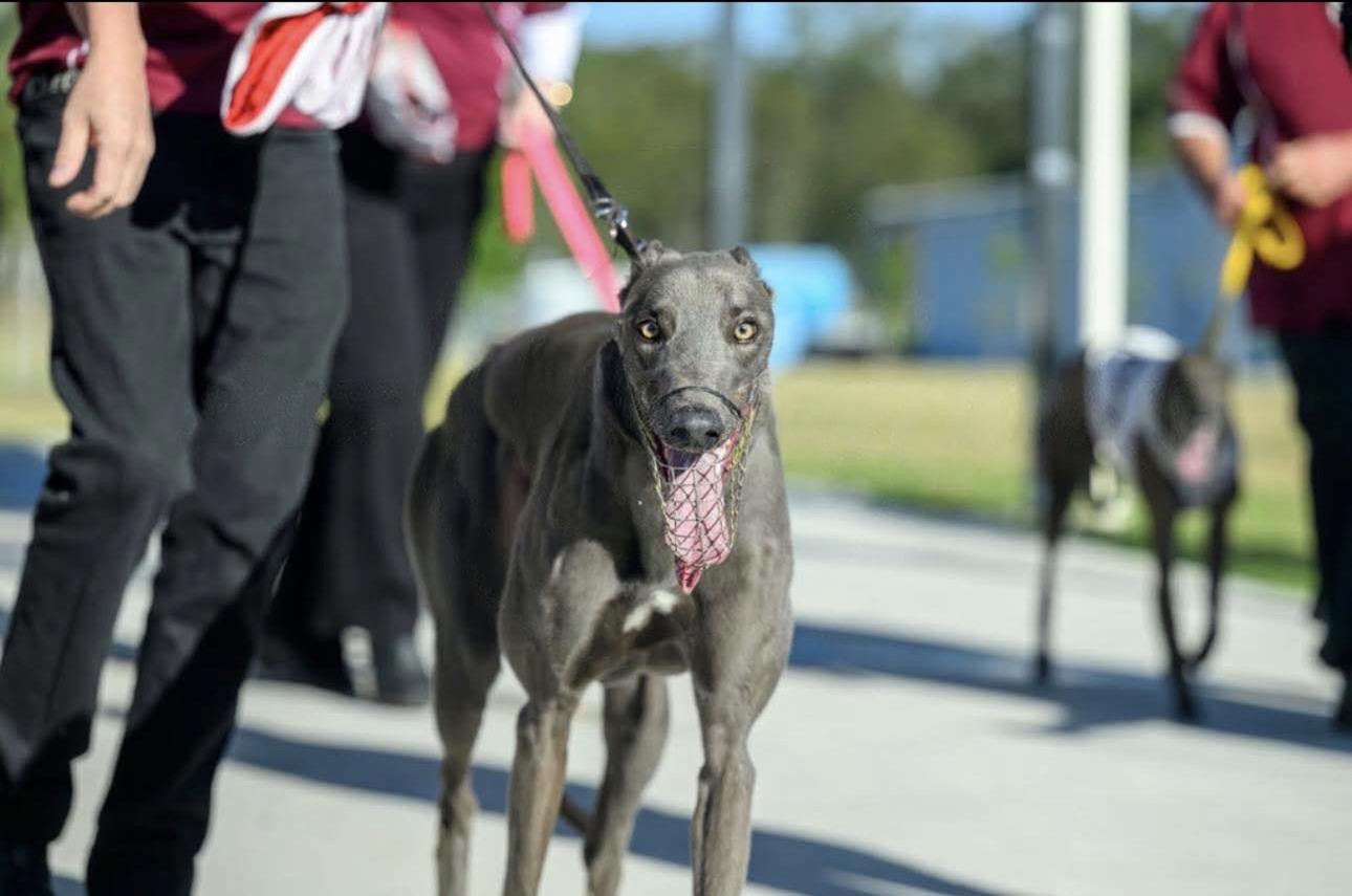 Greyhound trackside