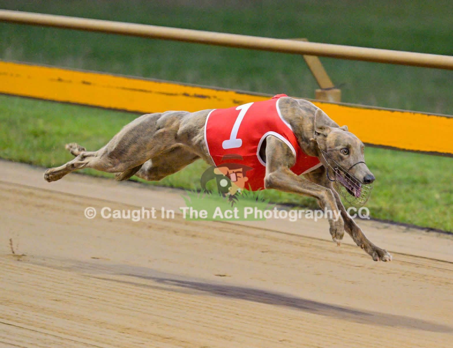 Greyhound racing